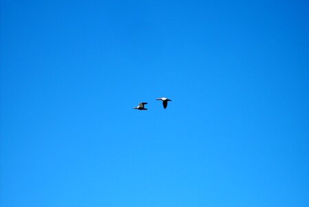 Flying Geese photo