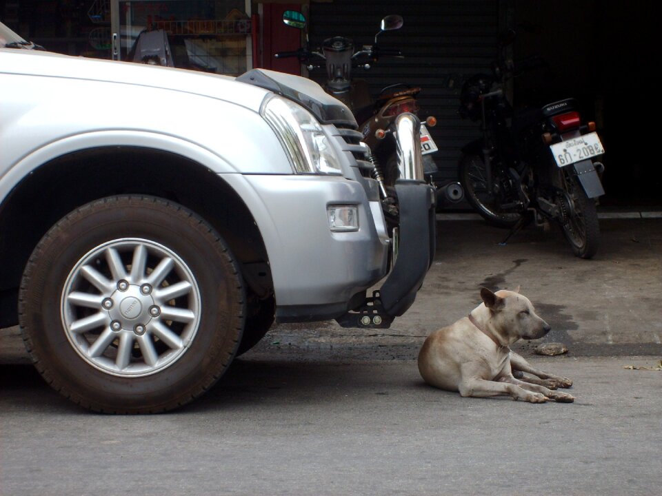 Dog Lying Before Car