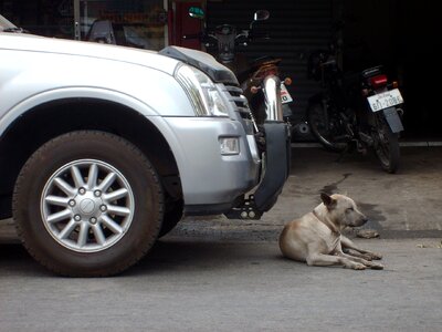 Dog Lying Before Car