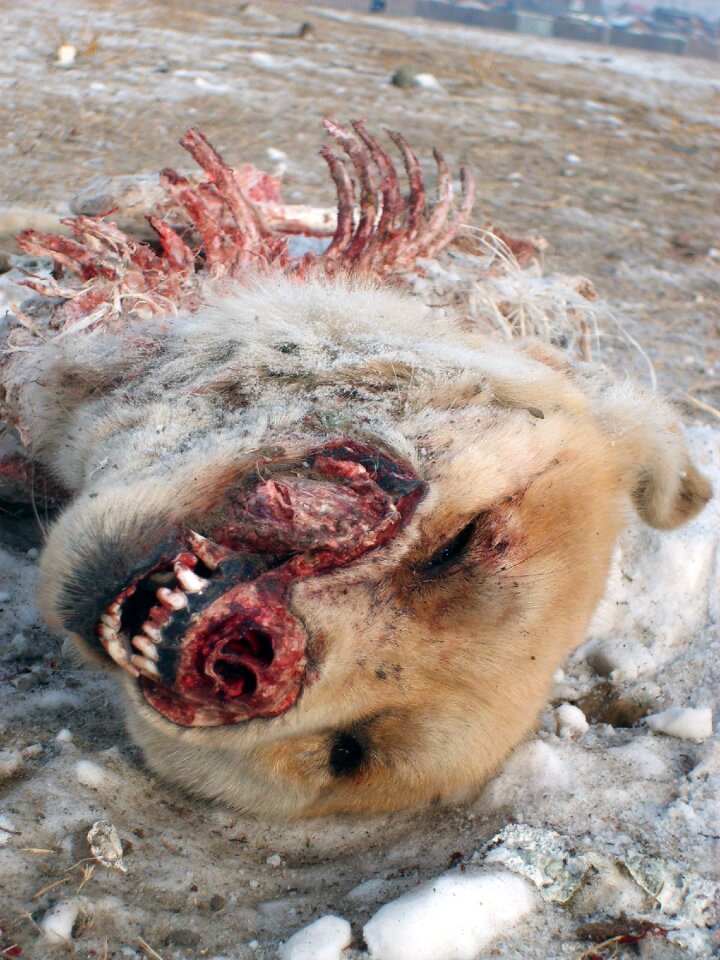 Dead Dog