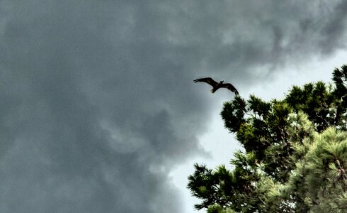 Flying Seagull