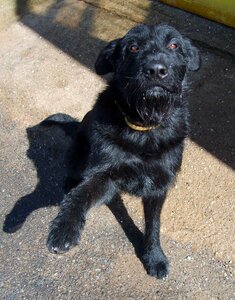 Black Dog Gives Paw