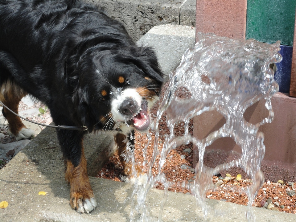 Source dog berner sennen dog