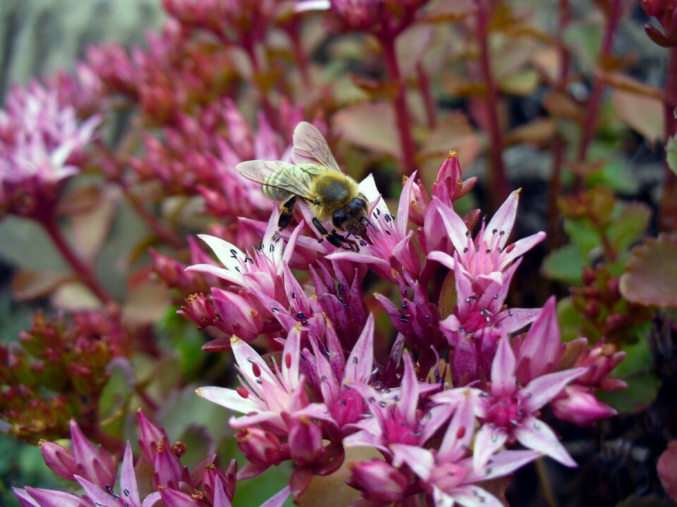 Bee on the Blossom