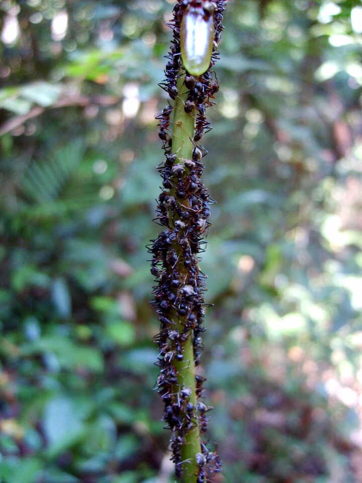 Ants in the Rainforest