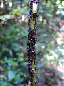 Ants in the Rainforest