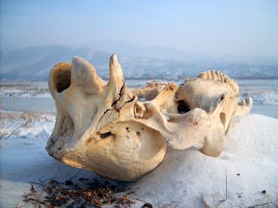 Animal Skull in the Snow photo
