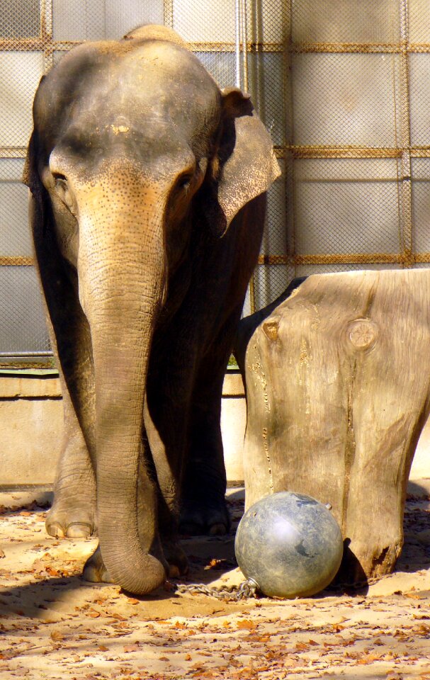 Elephant in ZOO
