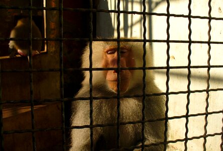 Sad monkey behind bars photo