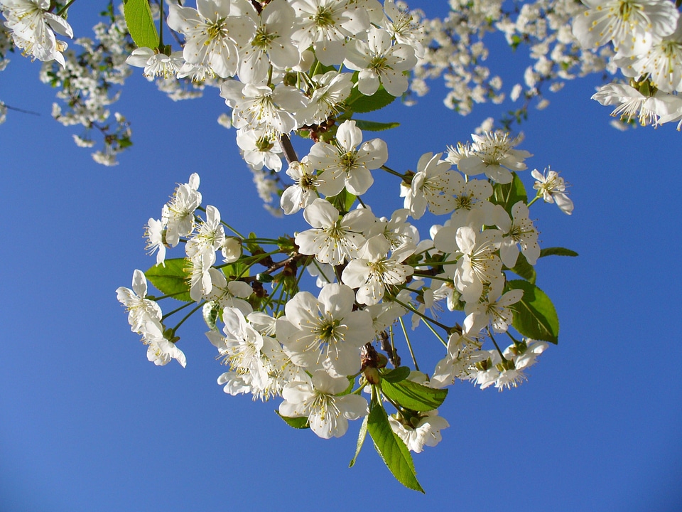 Blooming plants petals photo