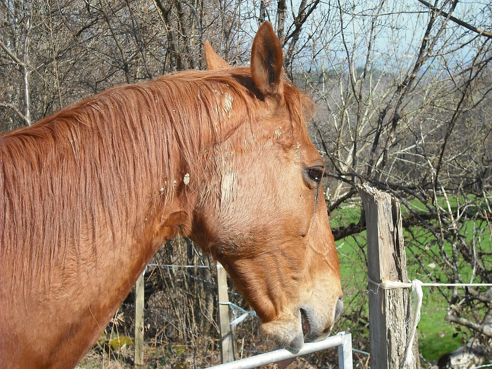 Brown animal field