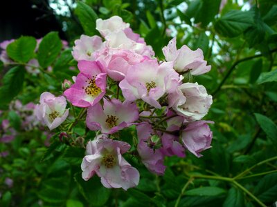 Pink Flowers