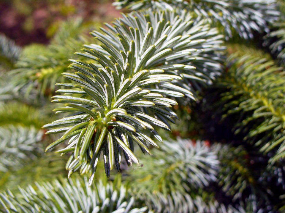 Tree needles in detail