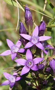 Wild flower purple gentian photo