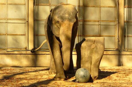 Elephant with iron ball