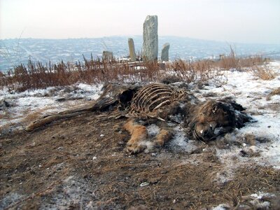 Dead dog