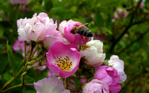 Bee on blossom photo