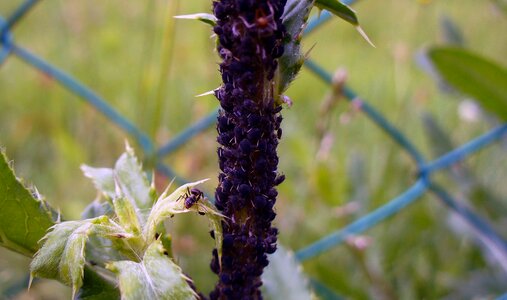 Aphids and ant close up photo