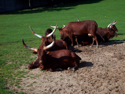 Ankole-Watusi Cattle photo