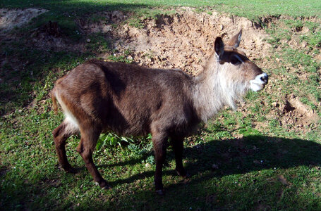 Waterbuck Antelope