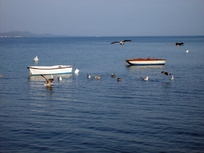 Rowboats in Croatia photo