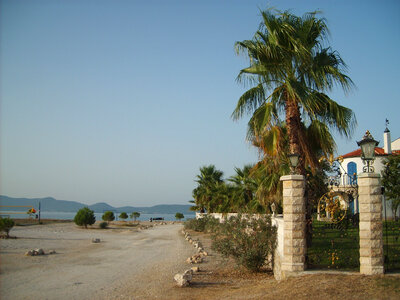 Palm in Croatia photo