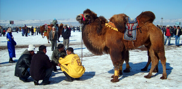 Racing camel in Mongolia photo