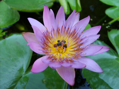 Lotus flower photo