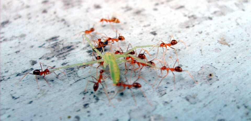Ants eat the grasshopper