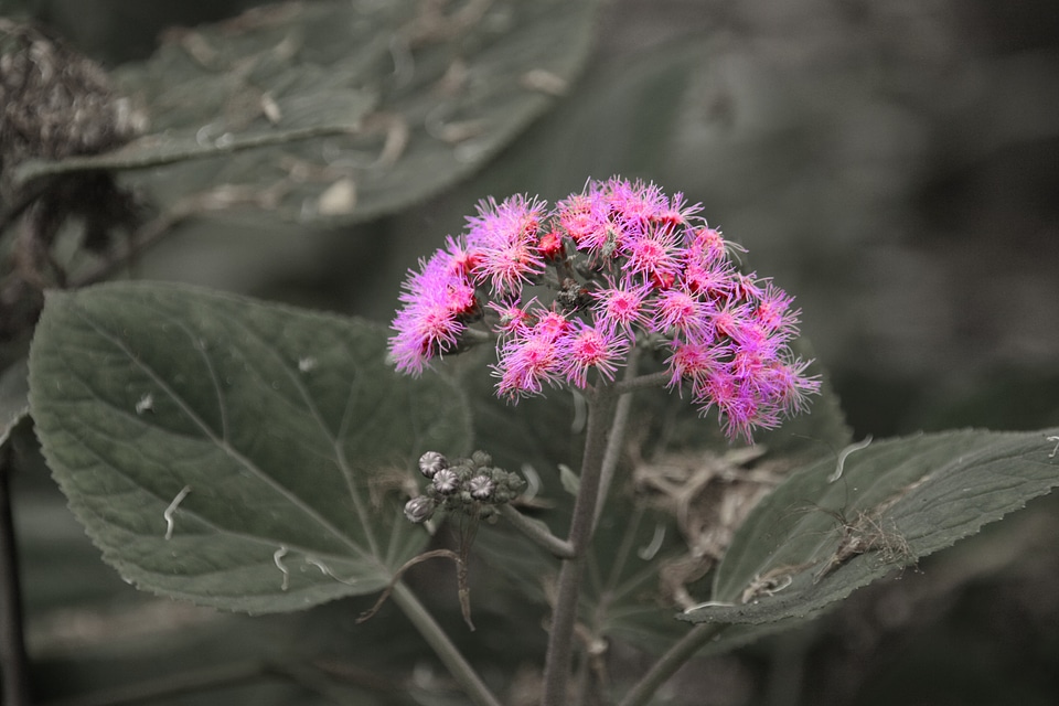 Purple plant panicle