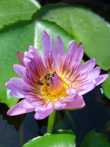 Lotus flower in Thailand
