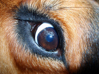 Dog eye photo