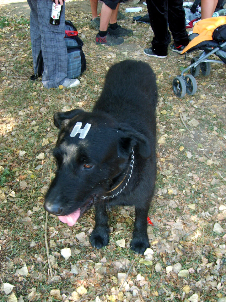 Black dog hologram