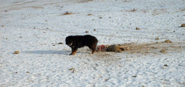 Dog eats a dead dog photo