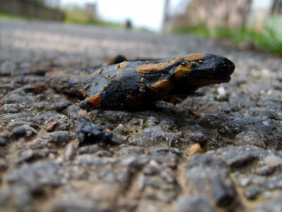 Dead Fire salamander
