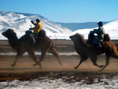 Camel race in Mongolia photo