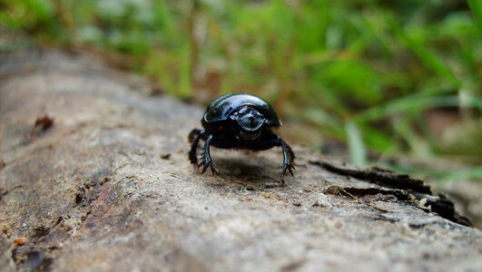 Black beetle crawling on wood