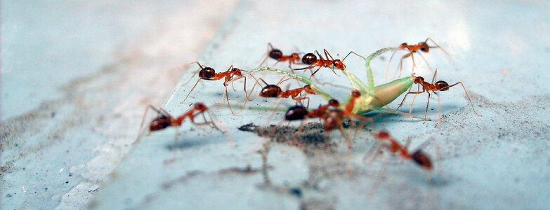 Ants eat the grasshopper photo