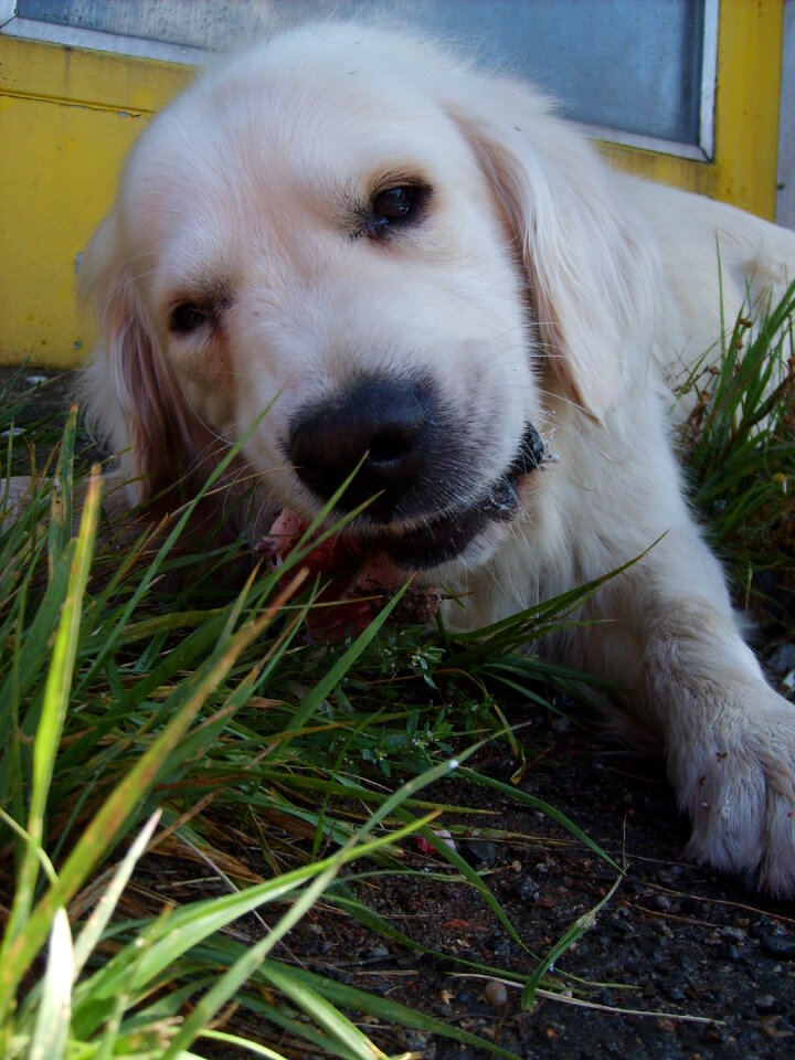 White dog eats bone
