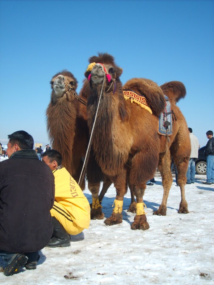 Racing Camel in Mongolia photo
