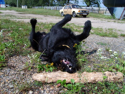 Playing black dog