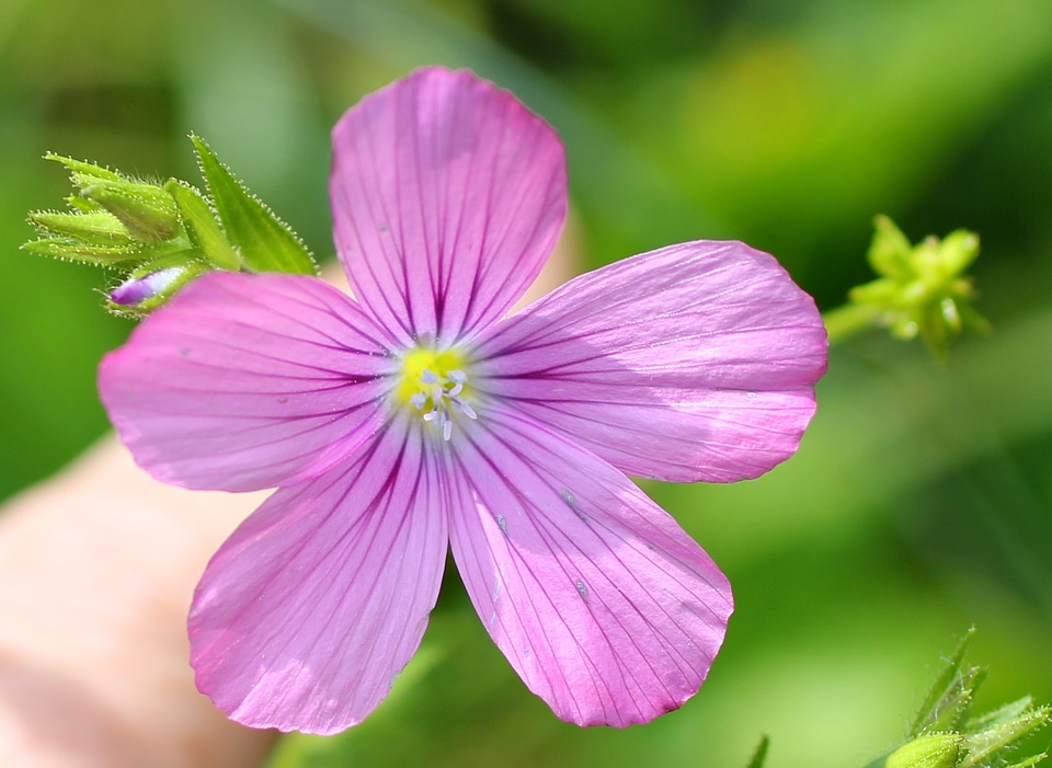 Pink blossom bloom