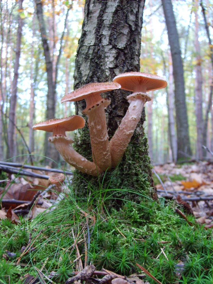 Mushrooms on a tree