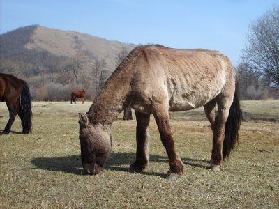 Mongolian horse photo