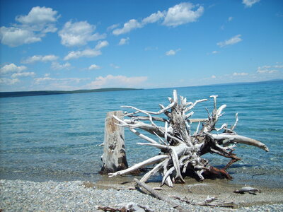 Dry tree in water, Mongolia photo