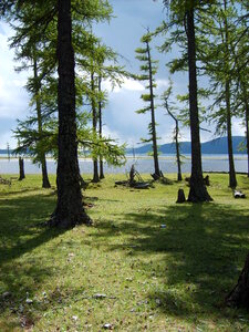 Woods on the lake KhГ¶vsgГ¶l photo
