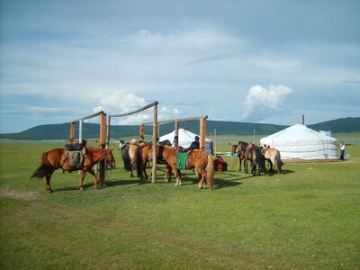Tethered horses in Mongolia