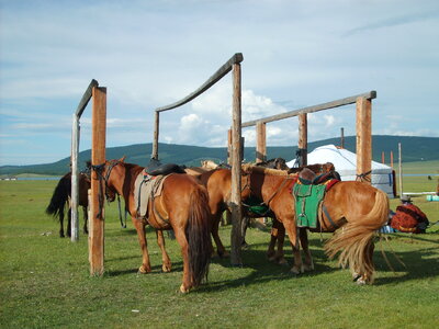 Tethered horses in Mongolia photo
