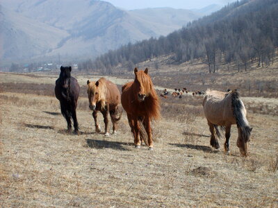 Photo of horses in Mongolia photo