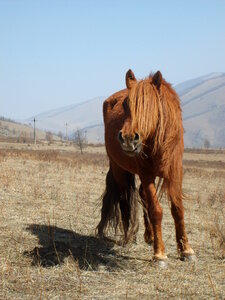 Horse in Mongolia photo
